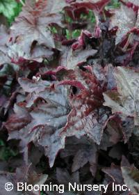 Heuchera 'Molly Bush'